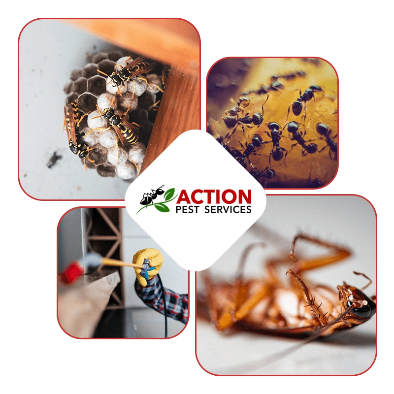 Action Pest Services Logo