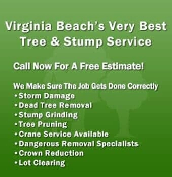 Beach Tree & Stump Logo