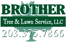 Brother Tree & Lawn Service, LLC Logo