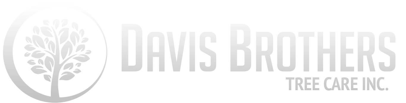 davis brothers tree Logo