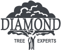 Diamond Tree Experts Logo