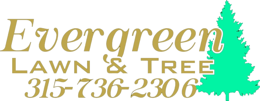 Evergreen Lawn and Tree Logo