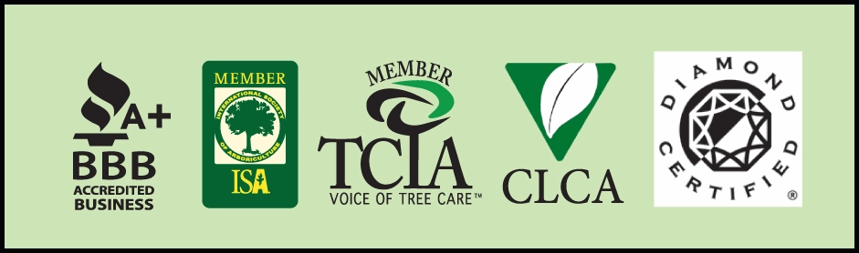 Fine Tree Care Logo