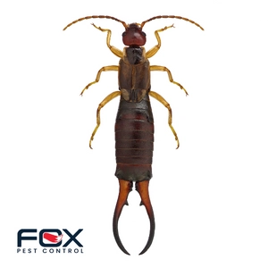 Fox Pest Control - Lexington Logo
