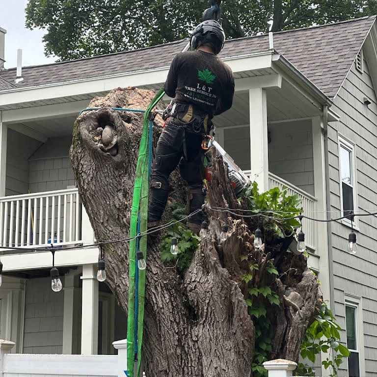 L&T TREE SERVICES INC Logo