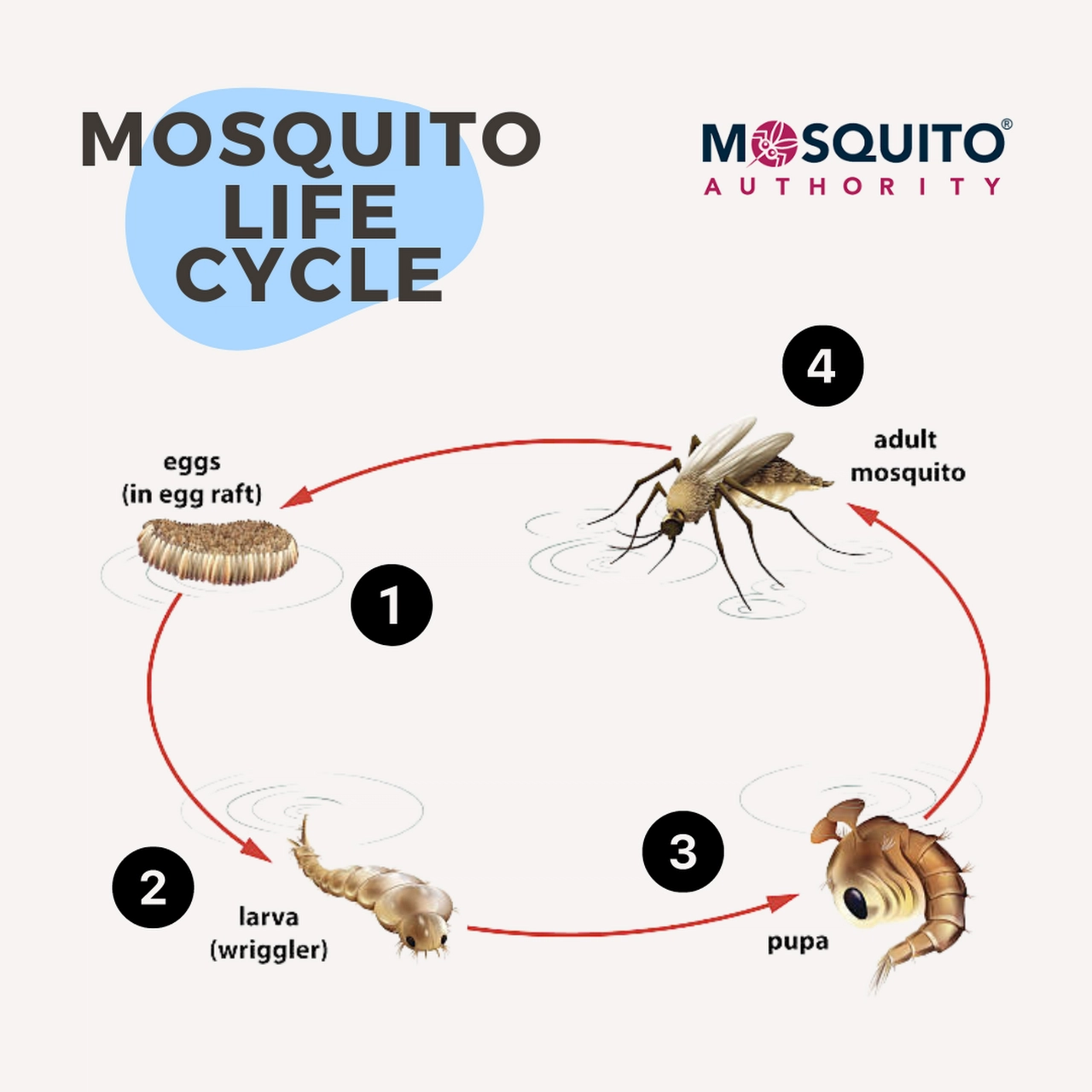 Mosquito Authority - Daphne Logo