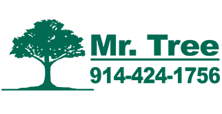 Mr. Tree Logo