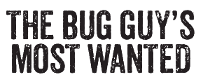 The Bug Guy Logo